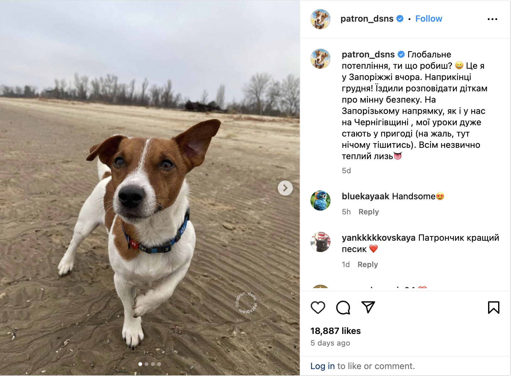 Screen shot of a post from Patron the Sapper dog's Instagram page from 21 DEC 2023. Patron is on the beach in Zaporizhzhia Oblast, Ukraine. He is a brown and white short haired Jack Russell terrier and is facing the camera. The caption machine translates as: "in Zaporizhzhia yesterday. At the end of December! We went to tell children about mine safety. In the Zaporizhzhia direction, as well as in our Chernihiv region, my lessons are very useful (unfortunately, there is nothing to be happy about). Everyone is unusually warm!!!!"