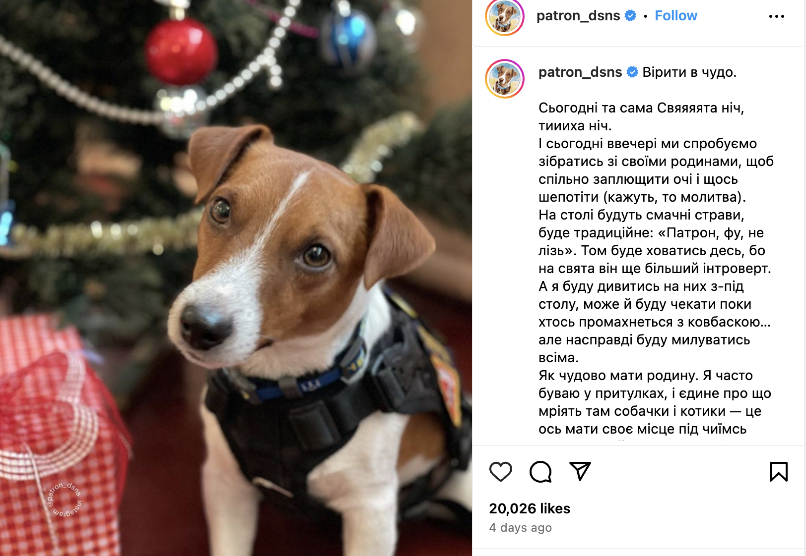 A screen shot of a post on Patron the Sapper dog's official Instagram from 24 DEC 2023. Patron is a brown and white short haired Jack Russel terrier. He is sitting in the foreground with his head slightly cocked and is wearing his work harness. Behind him is a Christmas tree with ornaments. To his left is a package wrapped in red and white checked paper with a bow.