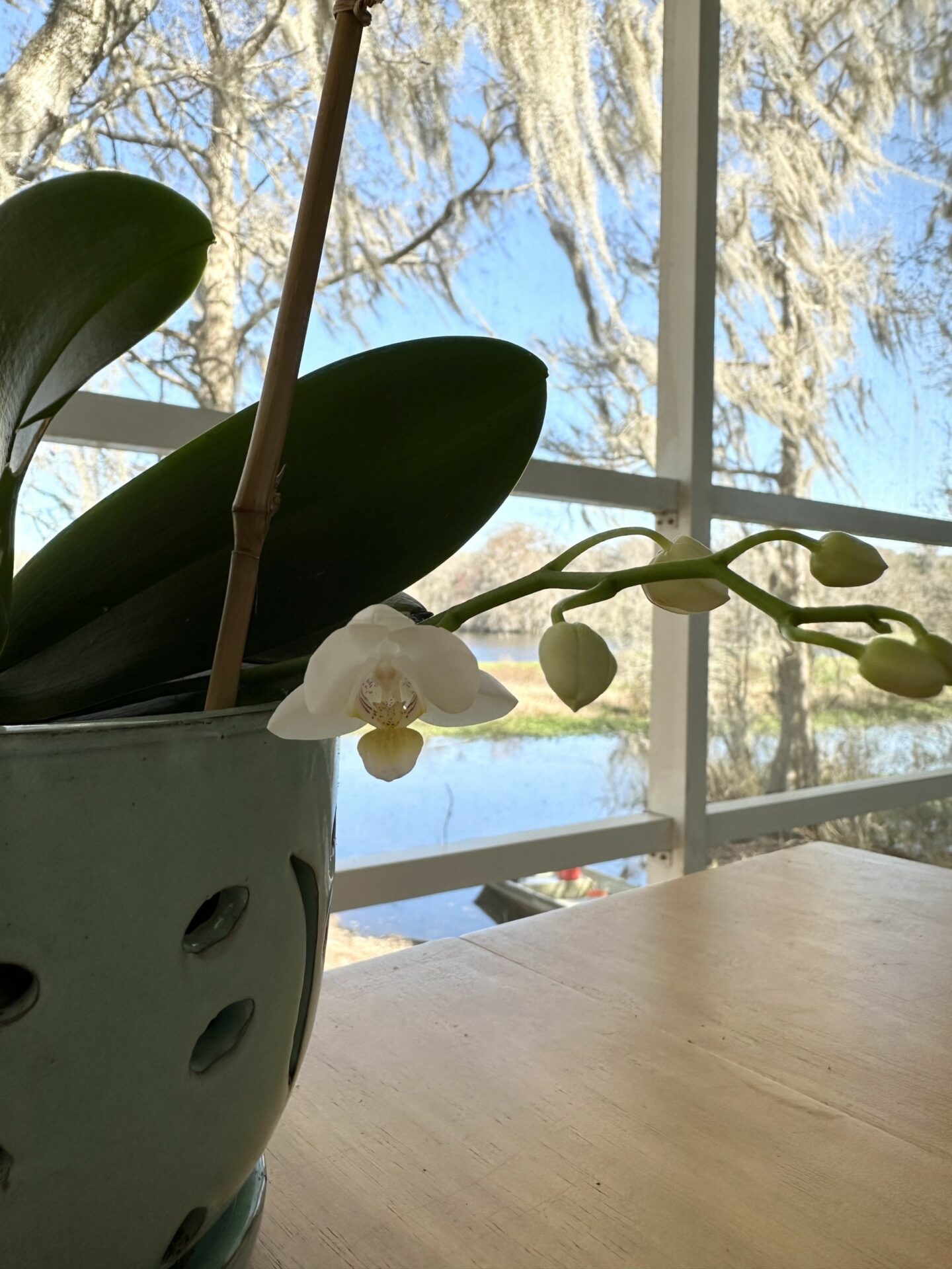 budding orchid with one bloom
