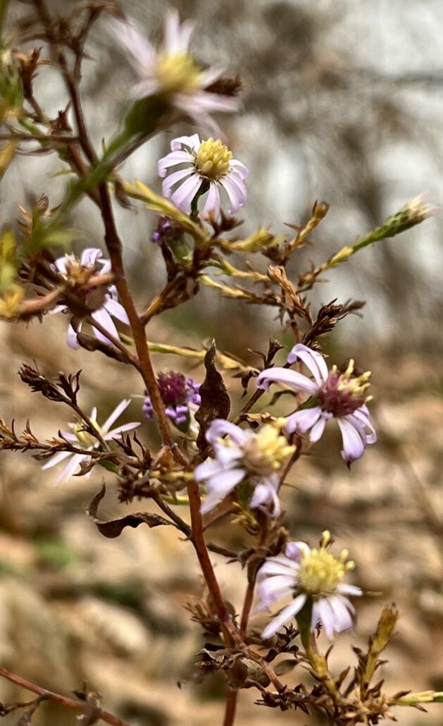 Sunday Morning Garden Chat: December Blooms 6