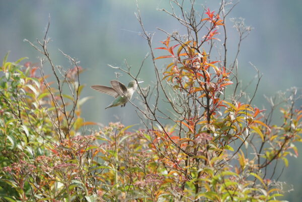 On The Road - frosty - 3rd Annual National Park/COVID Challenge - Oregon - Columbia River Gorge National Scenic Area - Engineering