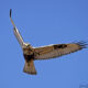 On The Road - Albatrossity - Rough-legged Hawks 3