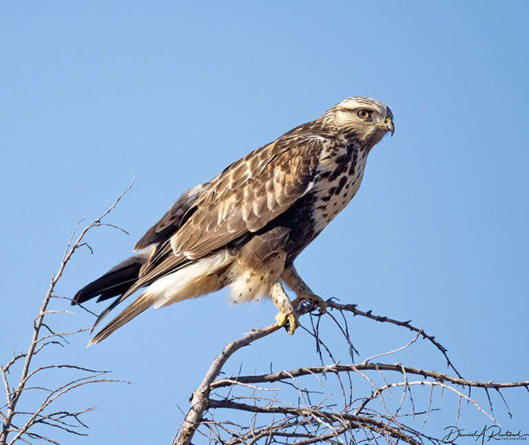 On The Road - Albatrossity - Rough-legged Hawks 2