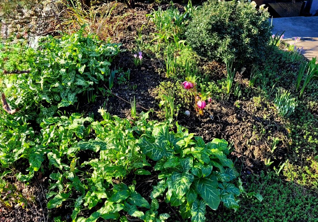 Sunday Morning Garden Chat: Early February in the Pacific Northwest 1