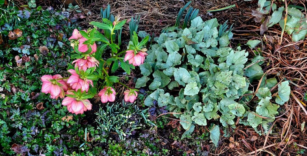 Sunday Morning Garden Chat: Early February in the Pacific Northwest 5