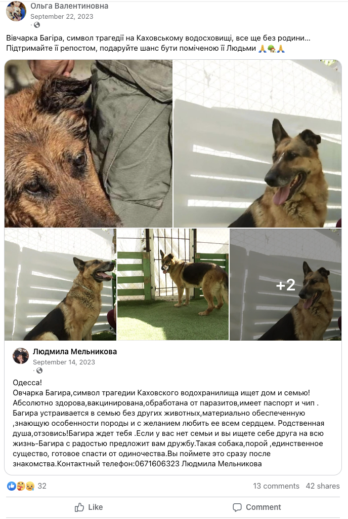 Screen grab of a Facebook page with five pictures of Bagira. Bagira is a brown and black German Shepherd dog who was rescued from the flooded Dnipro River after the Russians destroyed the dam. The first picture in the upper left is of a wet and bedraggled Bagira clinging to the leg of her rescuer. The upper right picture shows a healthy, dry Bagira looking back to the left with her tongue out and one ear down. All three bottom pictures are of a dry, healthy Bagira. She is seated and looking up to the right in the bottom left picture. She is standing at a door and looking back towards the camera in the bottom middle picture. The bottom right picture is the same as the upper right, but has a +2 over it. The text above and below the pictures is in Russian. Here is a machine translation of the text above the pictures: "Olga Valentinovna
September 22, 2023
-
Bagheera the sheepdog, a symbol of the Kakhovka Reservoir tragedy, is still without a family
Support her with a repost, give her a chance to be seen by her People" Here is a machine translation: "Ludmila Melnikova
September 14, 2023
-
Odessa!
Sheepdog Bagira, a symbol of the tragedy of the Kakhovka reservoir is looking for a home and a family!
Absolutely healthy, vaccinated, treated for parasites, has a passport and chip.
Bagheera is settled in a family without other animals, financially secure, knowing the characteristics of the breed and with a desire to love her with all their heart. A kindred soul, call me back! Bagheera is waiting for you. If you have no family and you are looking for a friend for life - Bagheera will gladly offer you friendship.Such a dog, sometimes, the only creature ready to save you from loneliness.You will realize it immediately after acquaintance.Contact phone number:0671606323 Ludmila Melnikova."