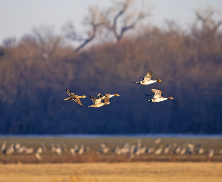 On The Road - Albatrossity - Cranes along the Platte River, 2024 8