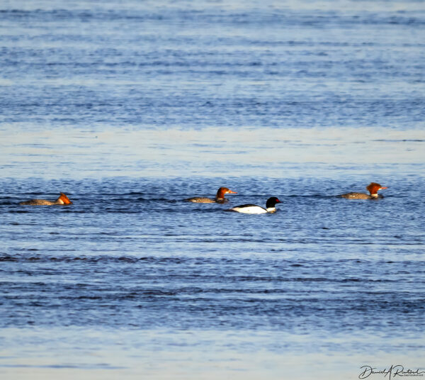 On The Road - Albatrossity - Cranes along the Platte River, 2024 6