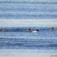 On The Road - Albatrossity - Cranes along the Platte River, 2024 6