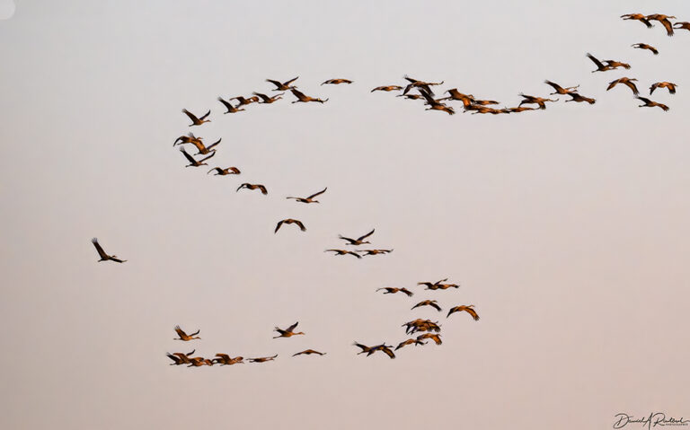On The Road - Albatrossity - Cranes along the Platte River, 2024 4