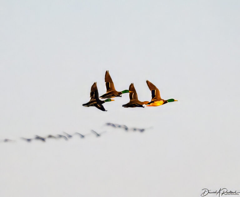 On The Road - Albatrossity - Cranes along the Platte River, 2024 5