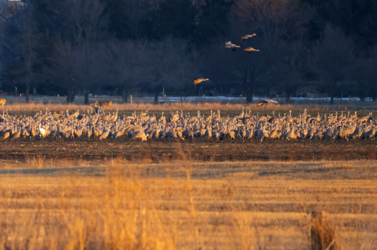 On The Road - Albatrossity - Cranes along the Platte River, 2024 3