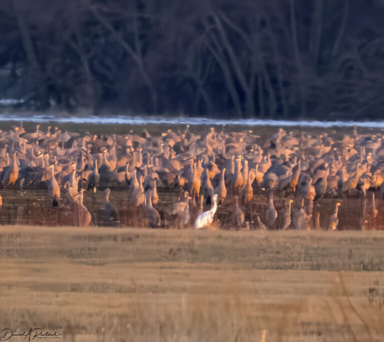 On The Road - Albatrossity - Cranes along the Platte River, 2024 2