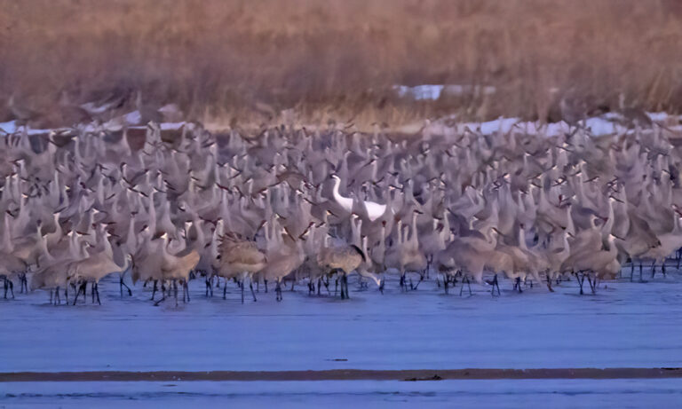 On The Road - Albatrossity - Cranes along the Platte River, 2024