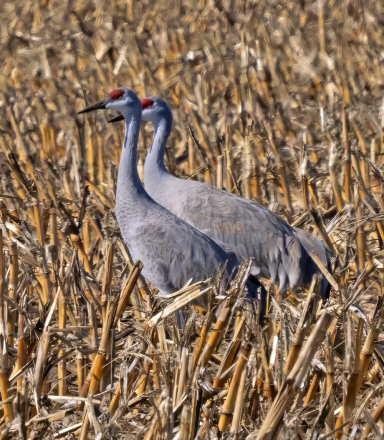On The Road - Albatrossity - Cranes along the Platte River, 2024 1
