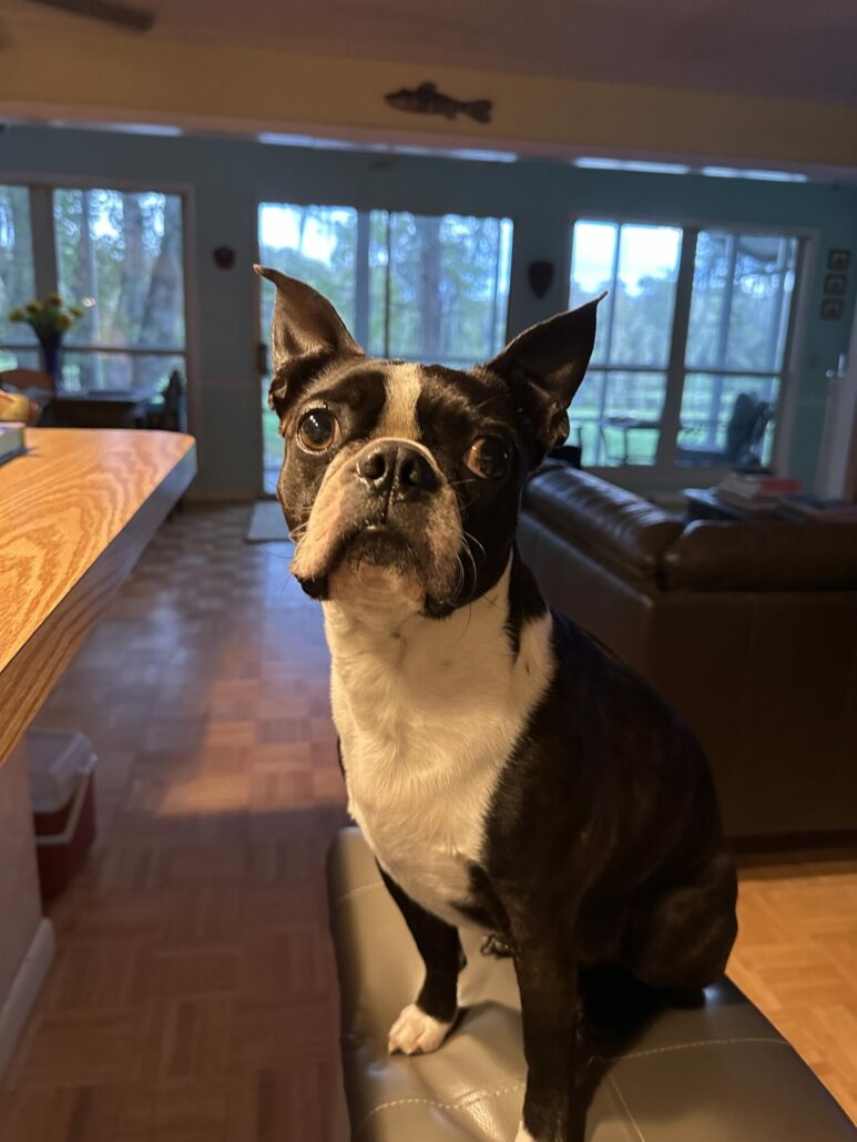 Boston terrier looking stern.