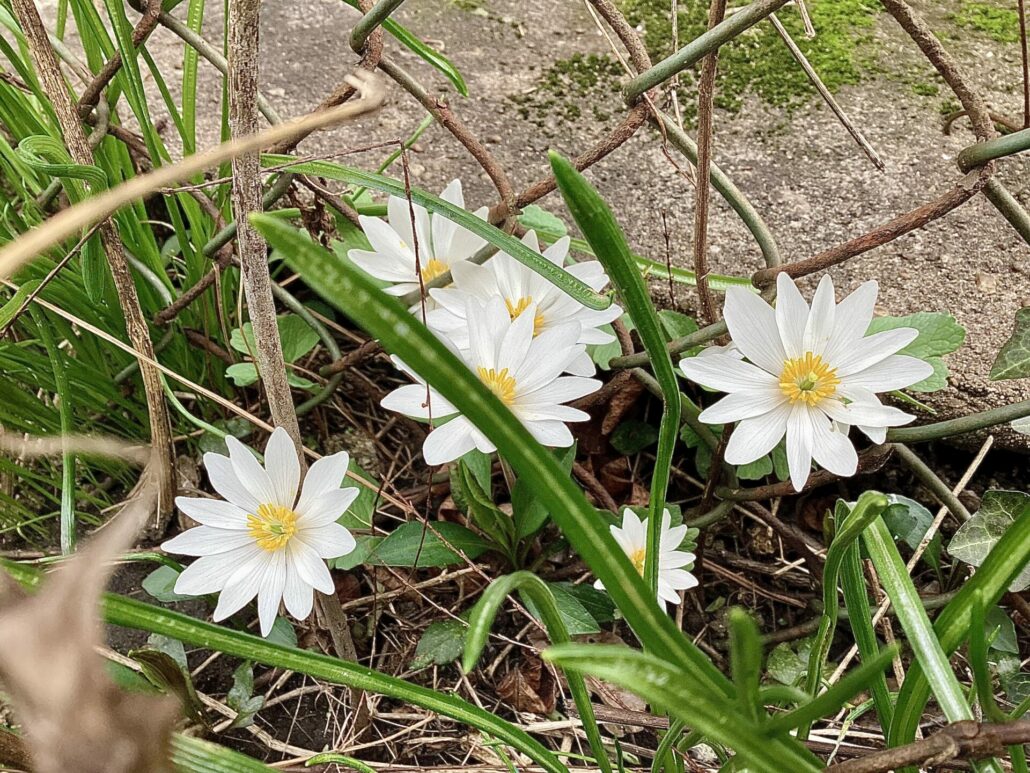 Sunday Morning Garden Chat: Early Flowering Bulbs