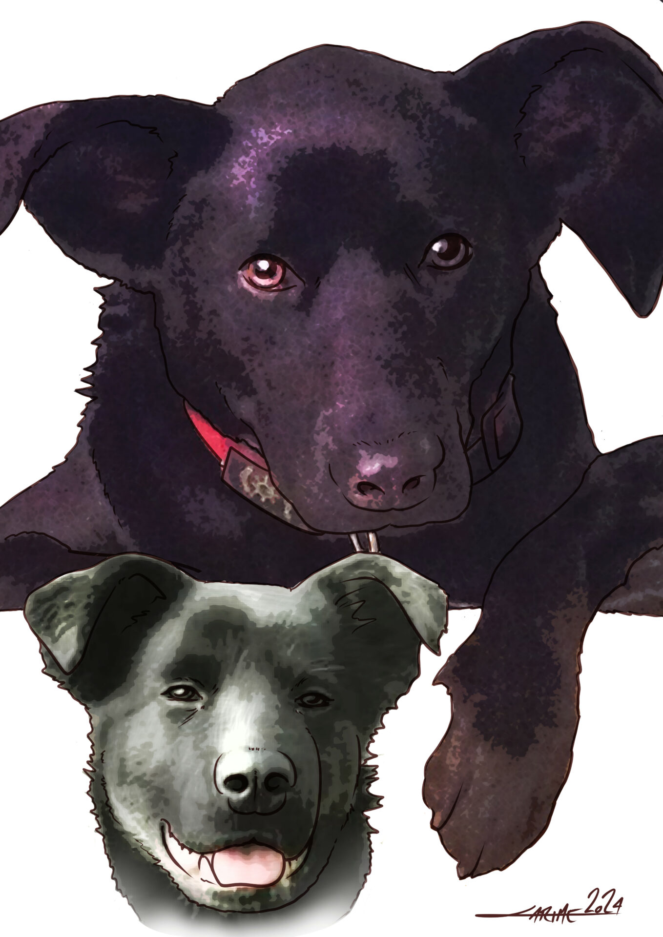 Pet portrait of my black Lab mix Rosie. The bottom picture is a of a grinning 3 month old black Lab mix, her ears up with the tips flopped over, and her tongue partially sticking out. The upper picture is of an adult Rosie. Her red collar is visible, as is her front left paw. She has her ears pricked up with the tips flopped over. Her eyes are brown.