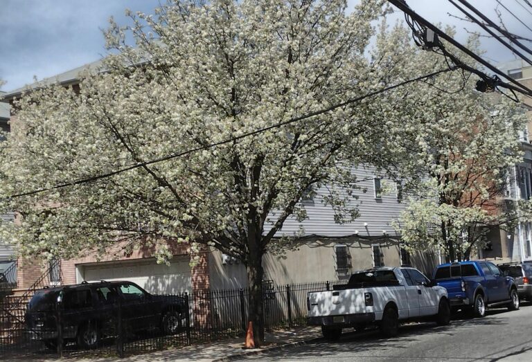 On The Road - JAFD - Cherry Blossoms of Newark, part 1 7