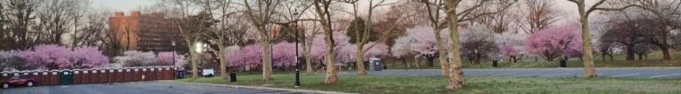 On The Road - JAFD - Cherry Blossoms of Newark, part 1 3