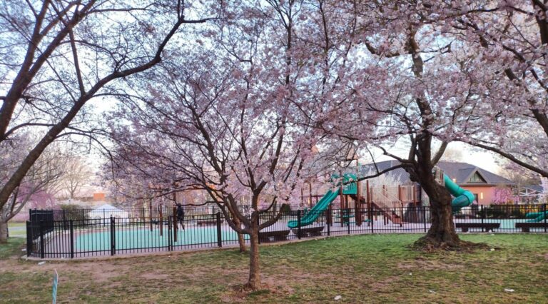 On The Road - JAFD - Cherry Blossoms of Newark, part 1 2