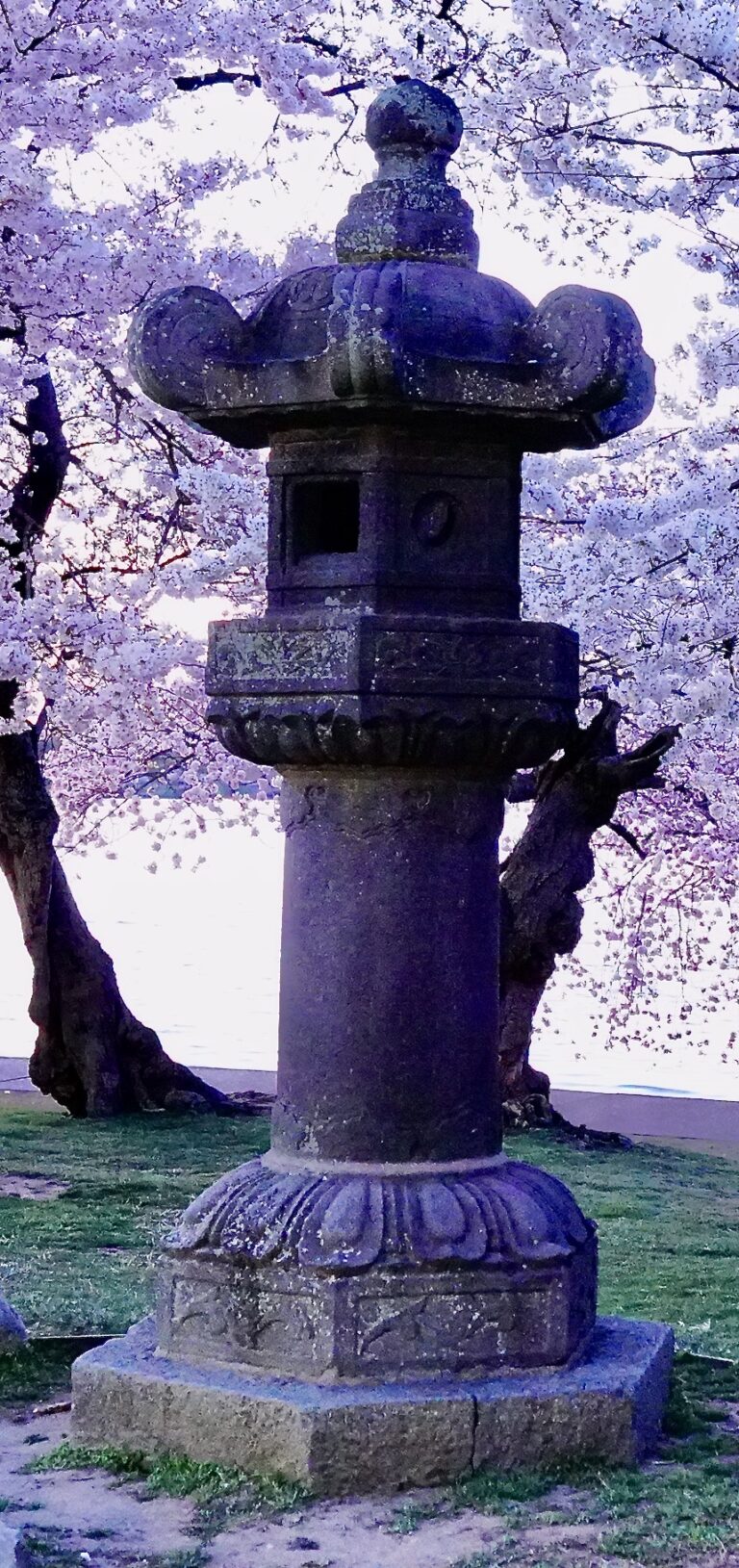 On The Road - swiftfox - Mid-Atlantic Signs of Spring 5