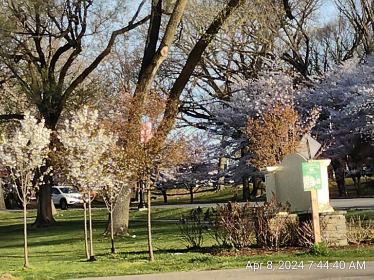 On The Road - JAFD - Cherry Blossoms of Newark, part 1 1