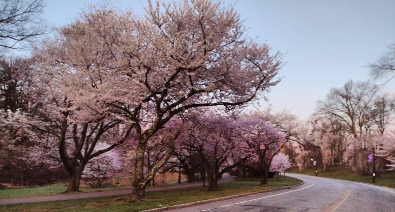 On The Road - JAFD - Cherry Blossoms of Newark, part 1