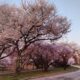 On The Road - JAFD - Cherry Blossoms of Newark, part 1