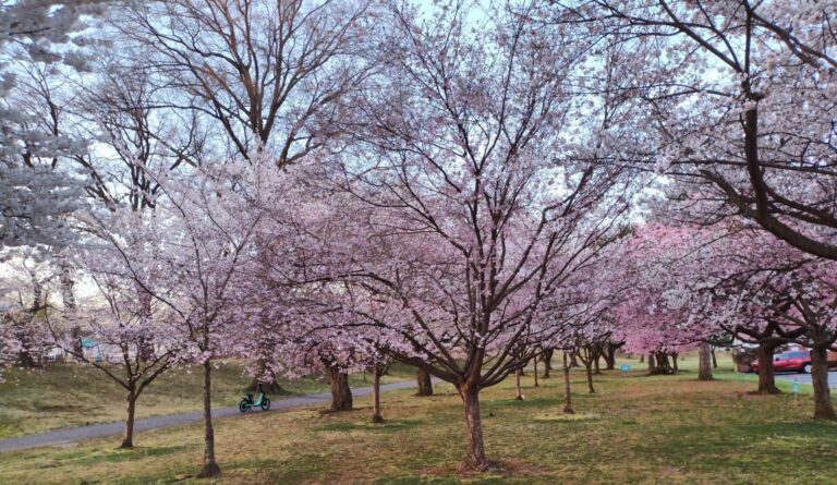 On The Road - JAFD - Cherry Blossoms of Newark, part 2 9
