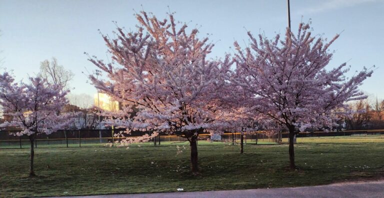 On The Road - JAFD - Cherry Blossoms of Newark, part 2 8