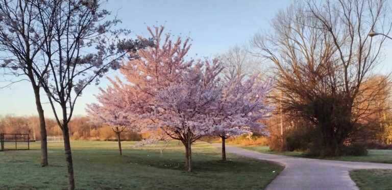 On The Road - JAFD - Cherry Blossoms of Newark, part 2 7
