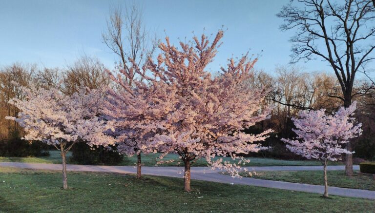 On The Road - JAFD - Cherry Blossoms of Newark, part 2 6