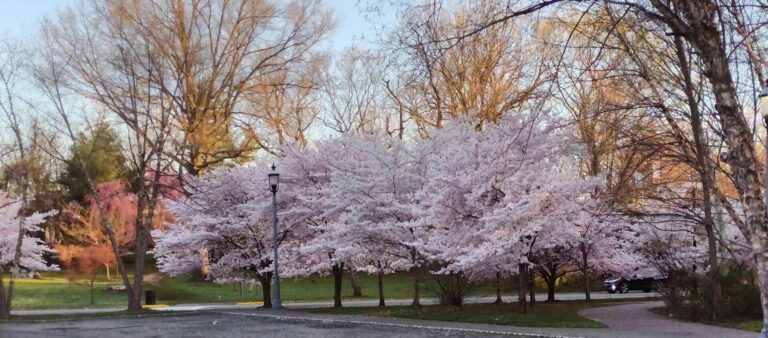 On The Road - JAFD - Cherry Blossoms of Newark, part 2 5