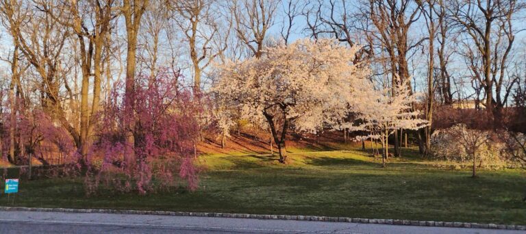 On The Road - JAFD - Cherry Blossoms of Newark, part 2 4