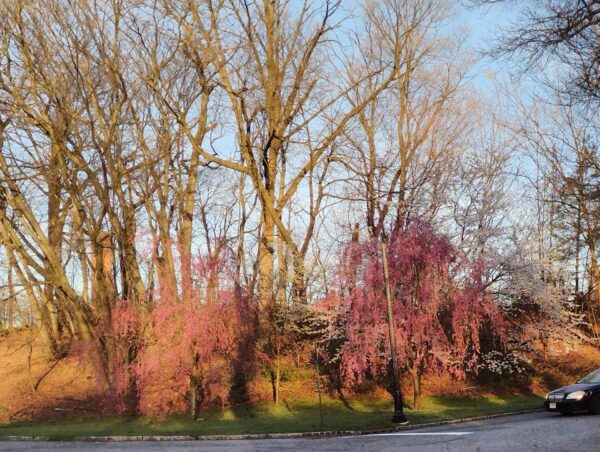 On The Road - JAFD - Cherry Blossoms of Newark, part 2 2