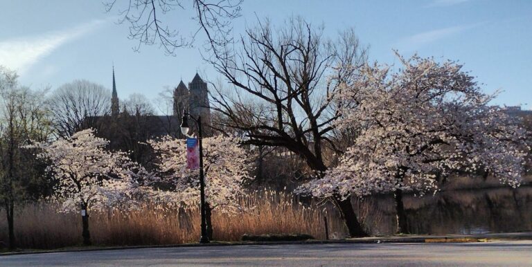 On The Road - JAFD - Cherry Blossoms of Newark, part 3 9