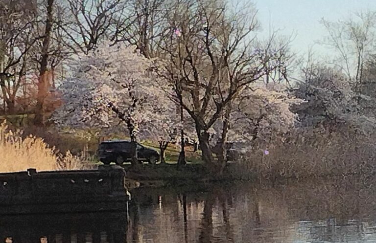 On The Road - JAFD - Cherry Blossoms of Newark, part 3 8