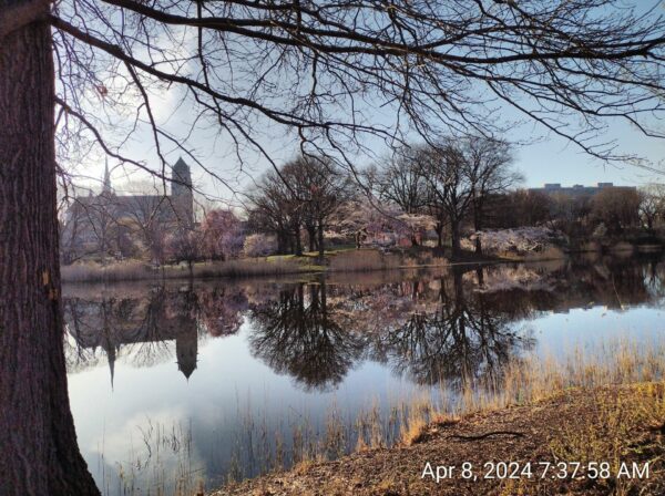 On The Road - JAFD - Cherry Blossoms of Newark, part 3 4