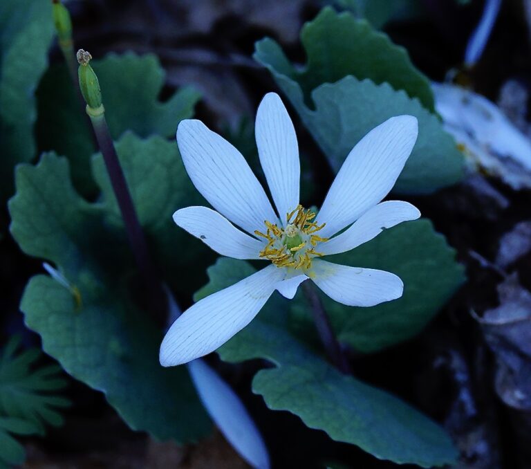 On The Road - swiftfox - Mid-Atlantic Signs of Spring 4