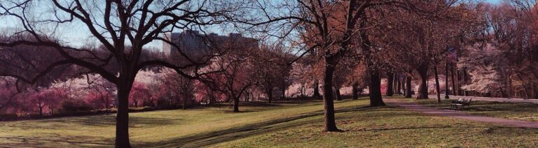 On The Road - JAFD - Cherry Blossoms of Newark, part 3
