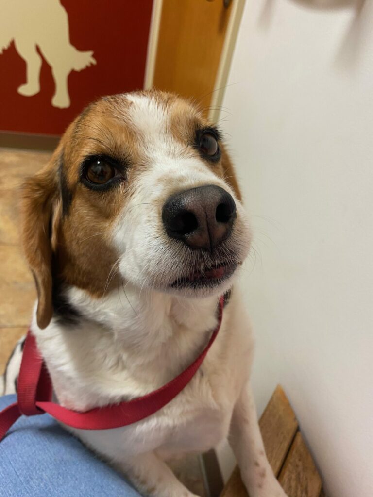 On The Road - Dog Mom - Henrie's Walkabout is Dog Mom's worst Nightmare 3