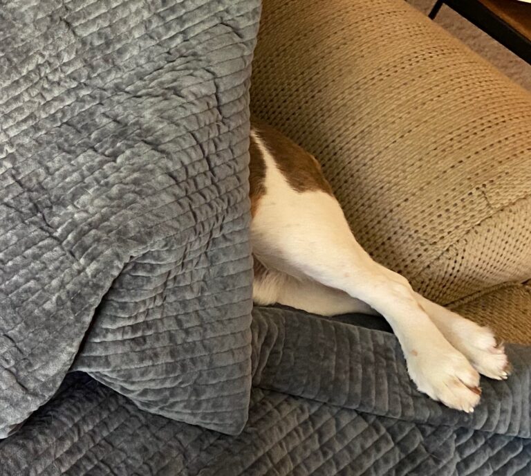 On The Road - Dog Mom - Henrie's Walkabout is Dog Mom's worst Nightmare
