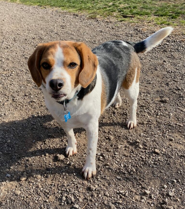 On The Road - Dog Mom - Henrie's Walkabout is Dog Mom's worst Nightmare 4