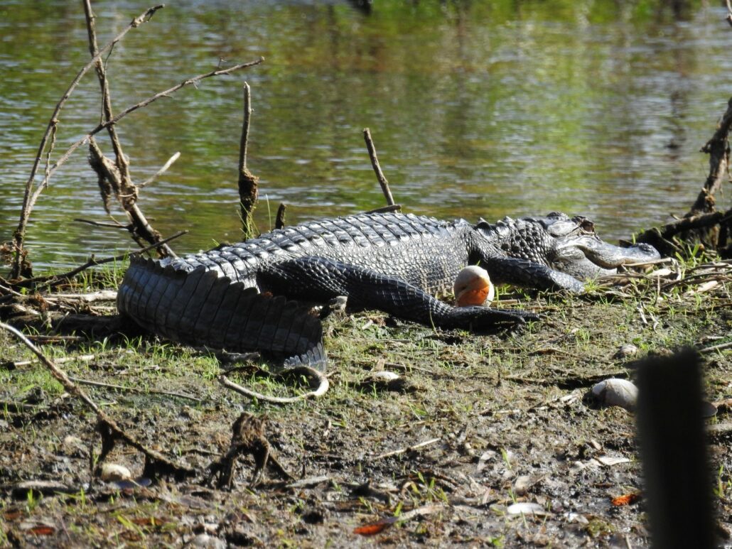 Gator sunning with snail shell