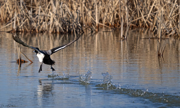 On The Road - Albatrossity - Spring migration begins 7