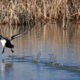 On The Road - Albatrossity - Spring migration begins 7