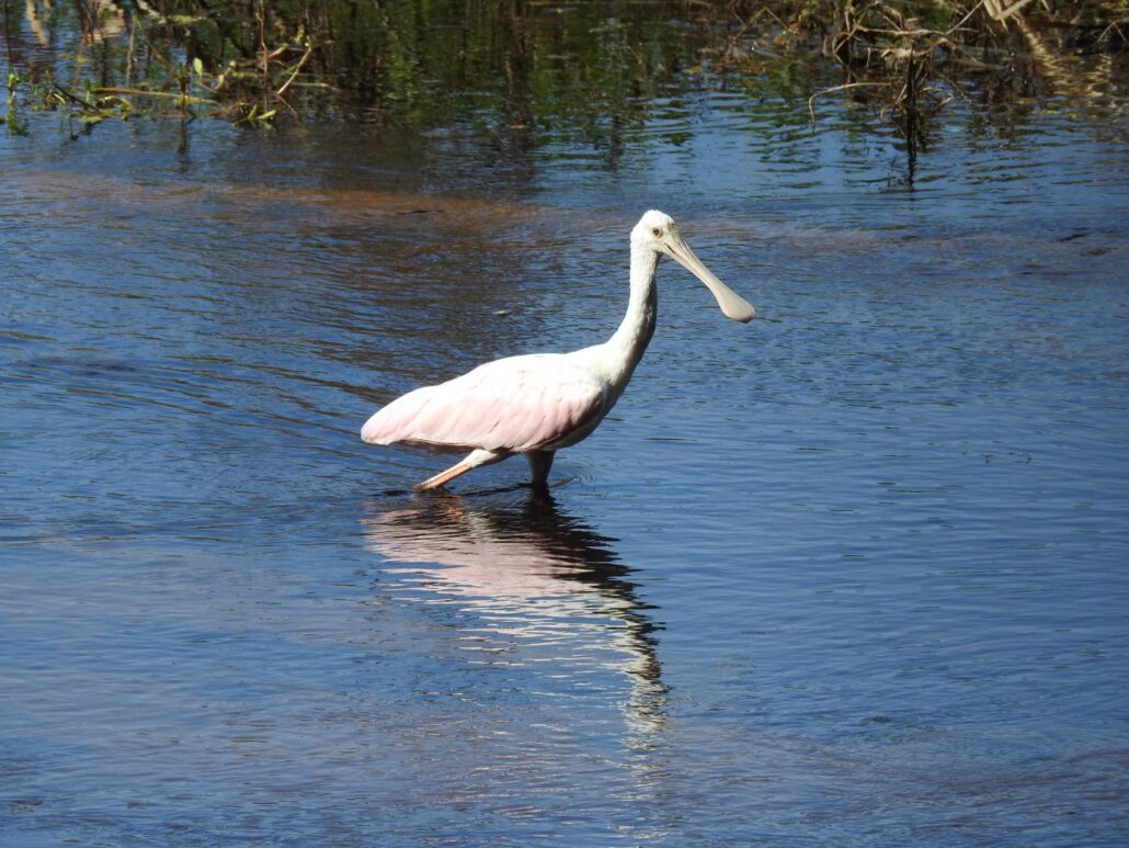 Wading roseate spoonbill