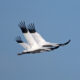 On The Road - Albatrossity - Spring migration begins