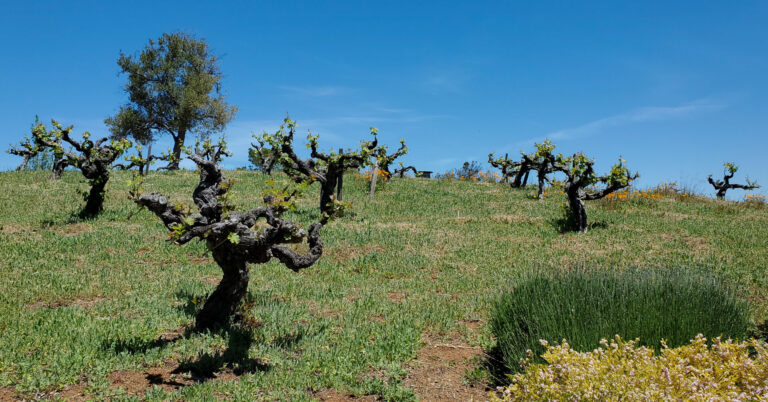 On The Road - PAM Dirac - California Coast - 2024 2